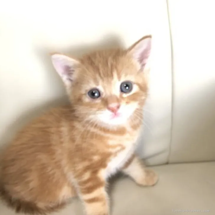 ID：2307-02182の子猫