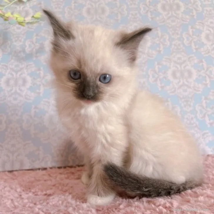 りっぷ 様のお迎えした子猫