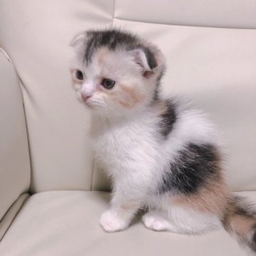 スコティッシュフォールド【愛知県・女の子・2023年6月4日・ダイリュートキャリコ】の写真「人懐っこい性格の三毛ちゃん💖💖💖」