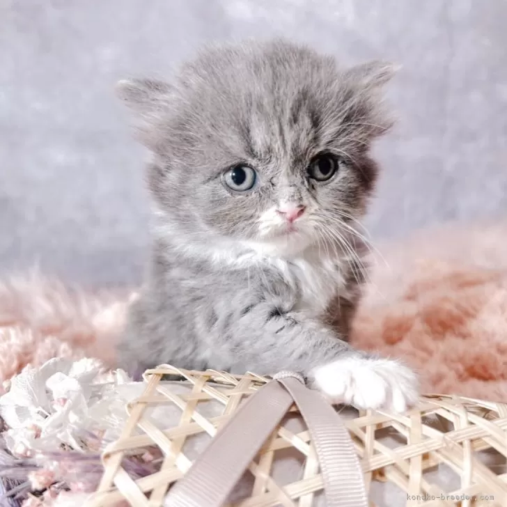 ID:2505-03735の子猫