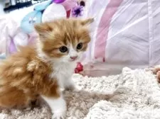 スコティッシュフォールド(立ち耳)【愛知県・男の子・2025年6月5日・レッドタビー】の写真8