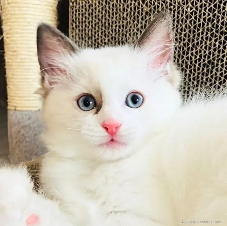 ID：2407-00619の子猫