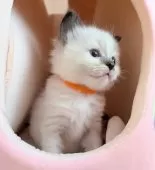 ラグドール【三重県・女の子・2025年1月10日・シールポイントミテッド】の写真6