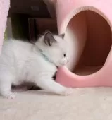 ラグドール【三重県・男の子・2025年1月10日・シールポイントバイカラー】の写真15