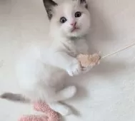 ラグドール【三重県・男の子・2025年1月10日・シールポイントバイカラー】の写真8