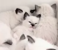 ラグドール【三重県・女の子・2025年1月10日・シールポイントミテッド】の写真5「あったかい☺️」