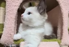 ラグドール【三重県・男の子・2025年1月10日・シールポイントバイカラー】の写真4