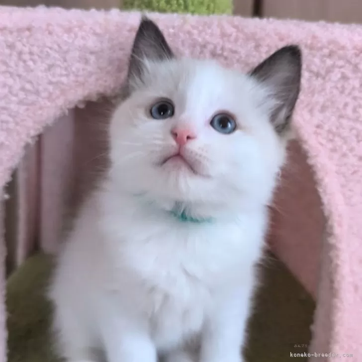ID:2502-00291の子猫