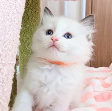 ラグドール【三重県・女の子・2025年10月4日・シールポイントバイカラー（ふわふわ）】の写真「かわいい甘えん坊な女の子🧡」