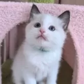 ラグドール【三重県・男の子・2025年1月10日・シールポイントバイカラー】の写真1「甘えん坊なぼくちんです💚」