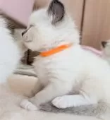 ラグドール【三重県・女の子・2025年1月10日・シールポイントミテッド】の写真9