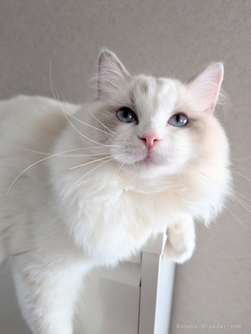 末岡絵美子ブリーダーのブログ：ラビ君(仮)ご家族様決定しました！