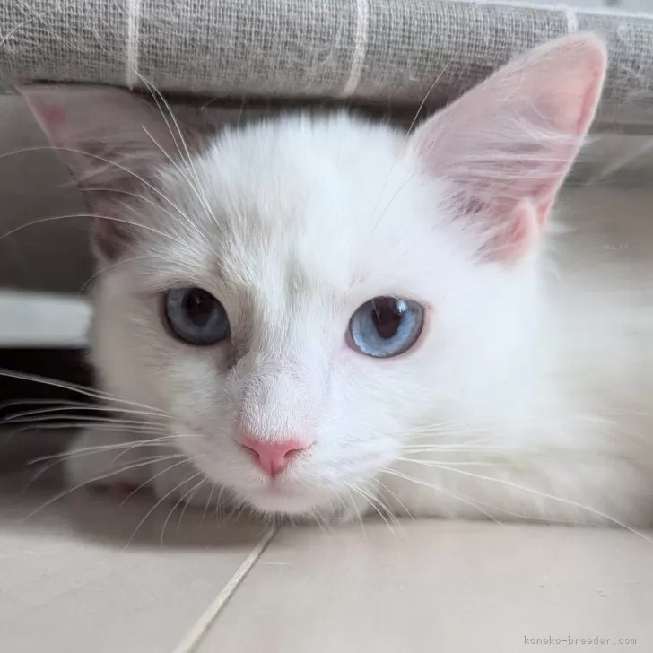 M.S 様のお迎えした子猫