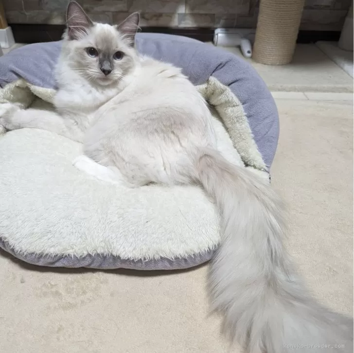 ID:2309-02454の子猫