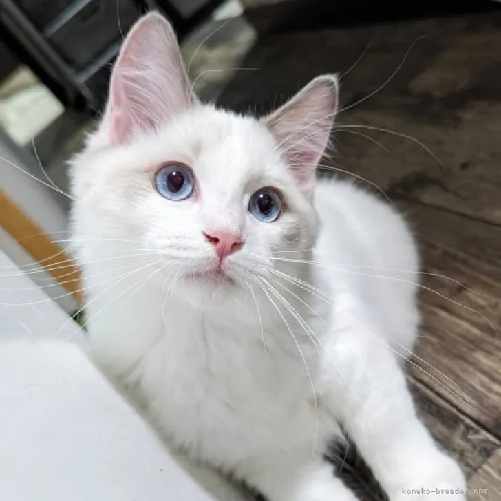 ID:2304-02515の子猫