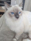 ラグドール【・女の子・2024年3月23日・ブルーポイントミテッド】「瞳も美しい✨」
