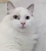 ラグドール【東京都・女の子・2025年5月6日・ブルーポイントバイカラー】の写真10「すぐにゴロゴロ言っちゃうの🌸」