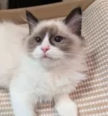 ラグドール【東京都・女の子・2025年5月6日・シールポイントバイカラー】の写真10「ハンモックも悪くないね！」