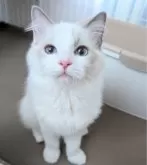 ラグドール【東京都・男の子・2025年3月8日・ブルーポイントバイカラー】の写真11「いっぱい甘やかしてあげて下さい🥰」