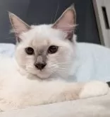 ラグドール【東京都・男の子・2024年12月13日・ブルーポイントミテッド】の写真11「いつも癒やしてくれる良い子🍀」