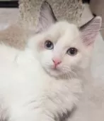 ラグドール【東京都・男の子・2025年6月30日・シールポイントバイカラー】の写真12「みんなおはよ〜」