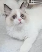 ラグドール【東京都・女の子・2025年5月30日・シールポイントバイカラー】の写真12「いつもたくさん撫でさせてくれてありがとう🌷」