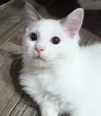 ラグドール【東京都・男の子・2024年8月10日・ブルーポイントバイカラー】の写真10「何にでも興味津々！状況を把握するのがとても早い賢い子です✨」