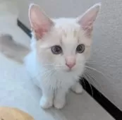 ラグドール【東京都・女の子・2025年5月22日・ブルーリンクスポイントバイカラー】の写真12「ちょこんとおすわり🍀」