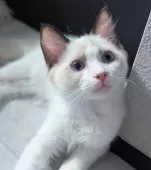 ラグドール【東京都・男の子・2025年1月19日・シールポイントバイカラー】の写真13「見つめてたくさん話しかけてくれるスーパー賢い子👍」