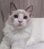 ラグドール【東京都・男の子・2025年5月22日・ブルーポイントバイカラー】の写真13「落ち着いてるけど甘えるの大好きだよ！」