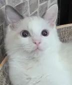 ラグドール【東京都・男の子・2024年8月10日・ブルーポイントバイカラー】の写真12「キュルルンおめめのニッコリ君」