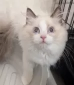 ラグドール【東京都・男の子・2025年5月30日・シールポイントバイカラー】の写真13「綿あめみたいにふわふわだよ！」