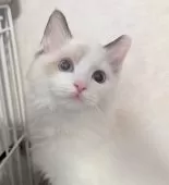 ラグドール【東京都・男の子・2025年6月30日・シールポイントバイカラー】の写真13「か…かわいすぎるこのお顔🌷」