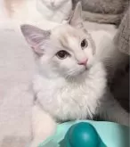 ラグドール【東京都・女の子・2025年5月22日・ブルーリンクスポイントバイカラー】の写真13「ボールコロコロ、一緒にやってみる？」