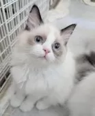 ラグドール【東京都・女の子・2025年5月30日・シールポイントバイカラー】の写真13「愛しさが爆発してしまいます🥰」