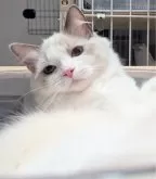 ラグドール【東京都・男の子・2025年3月8日・ブルーポイントバイカラー】の写真13「居心地がいいなぁ〜」