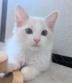 ラグドール【東京都・女の子・2025年5月22日・ブルーリンクスポイントバイカラー】の写真13「ボールコロコロ楽しいんだよ!」