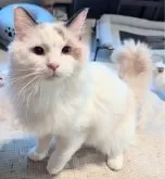 ラグドール【東京都・女の子・2025年1月19日・シールポイントバイカラー】の写真13「お隣りに座ってもいい？」