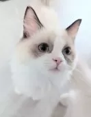 ラグドール【東京都・女の子・2025年5月30日・シールポイントバイカラー】の写真14「目が合ったら嬉しそうにゴロゴロいってくれます！」