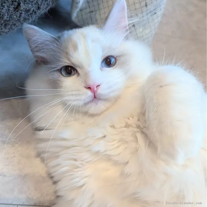 ID：2506-02193の子猫