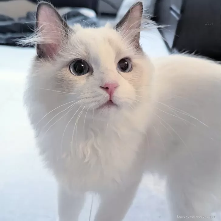 ラグドール【東京都・男の子・2025年5月30日・シールポイントバイカラー】の写真1「ページ最下部ブログあります🤗」