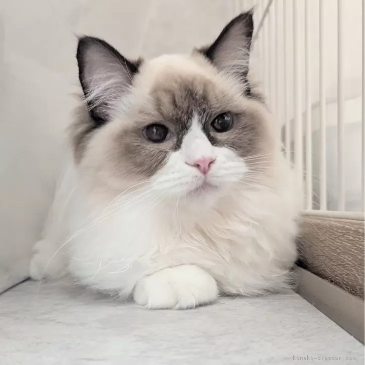 ラグドール【東京都・女の子・2025年5月6日・シールポイントバイカラー】の写真1「ページ最下部ブログあります🤗」