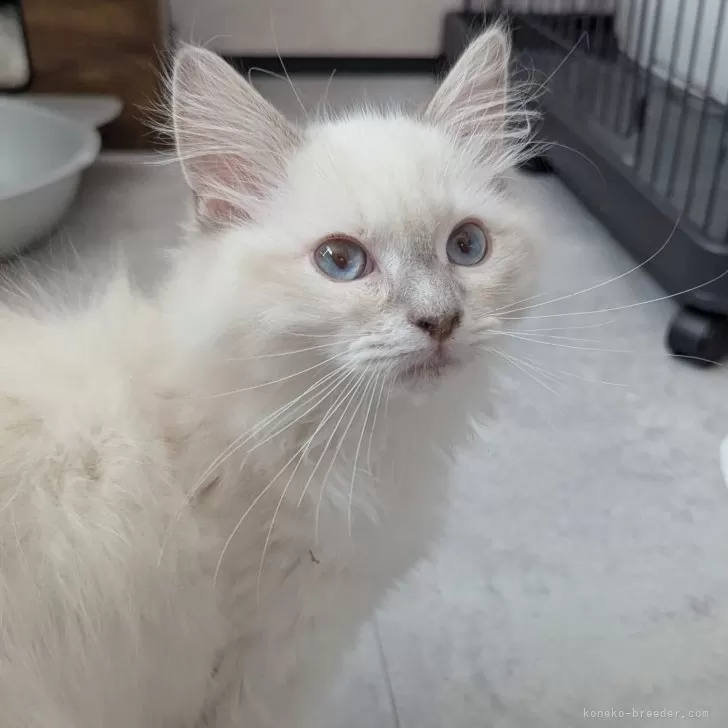 ID:2501-01649の子猫