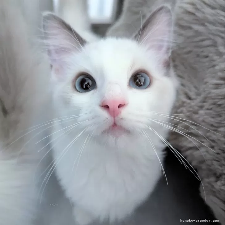 A.T 様のお迎えした子猫