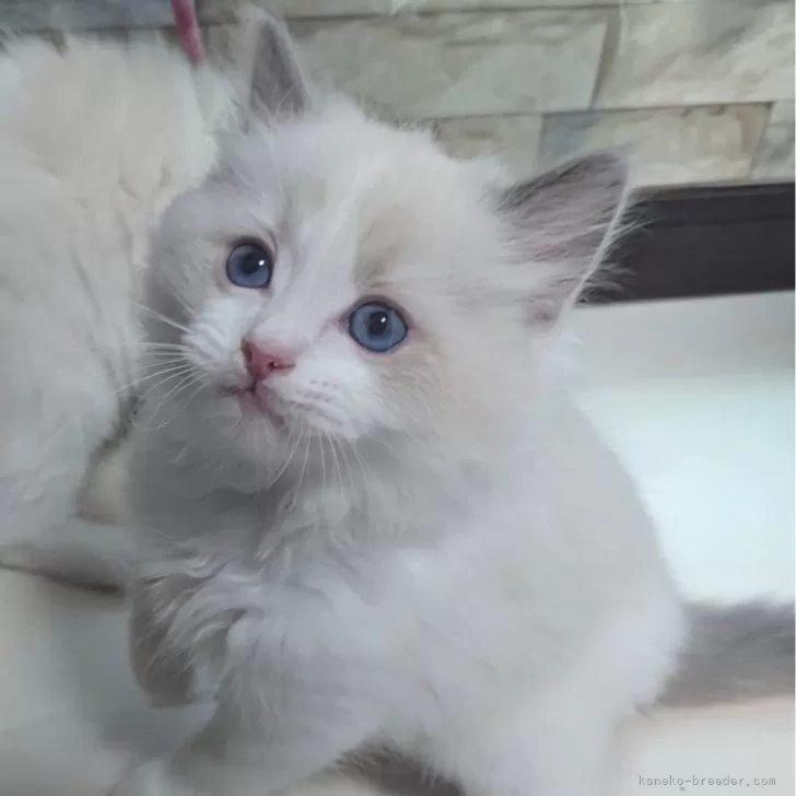 ID:2501-01059の子猫