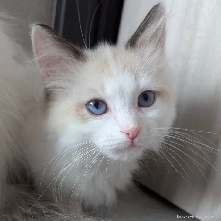 なな 様のお迎えした子猫