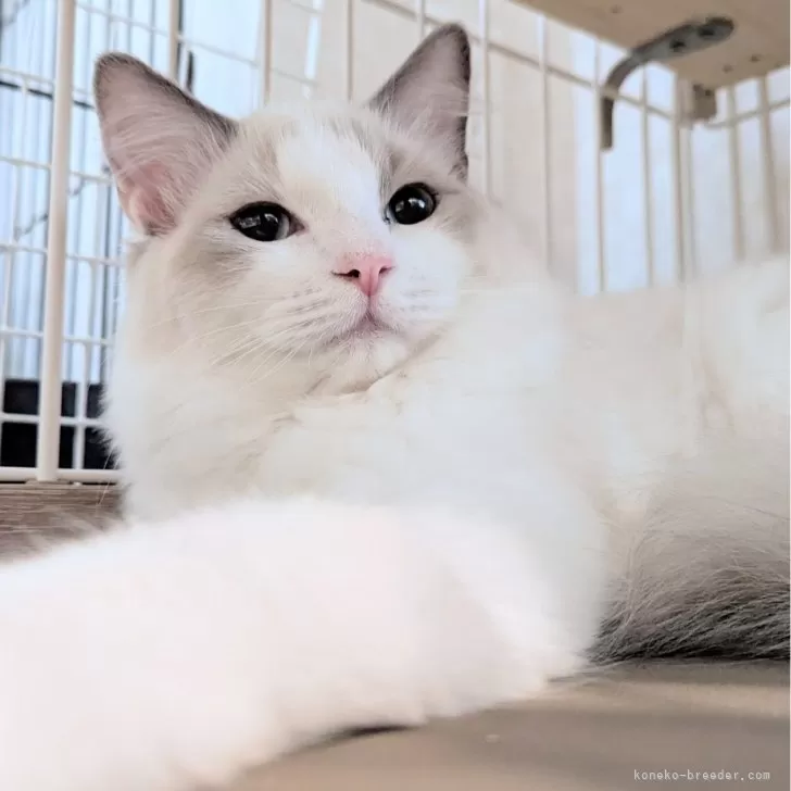 ID:2504-01881の子猫