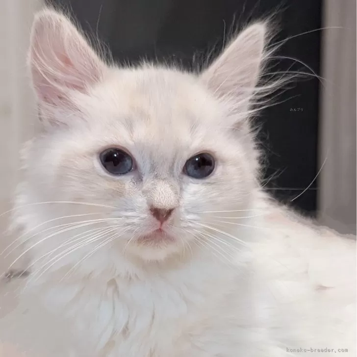 ID：2501-00992の子猫