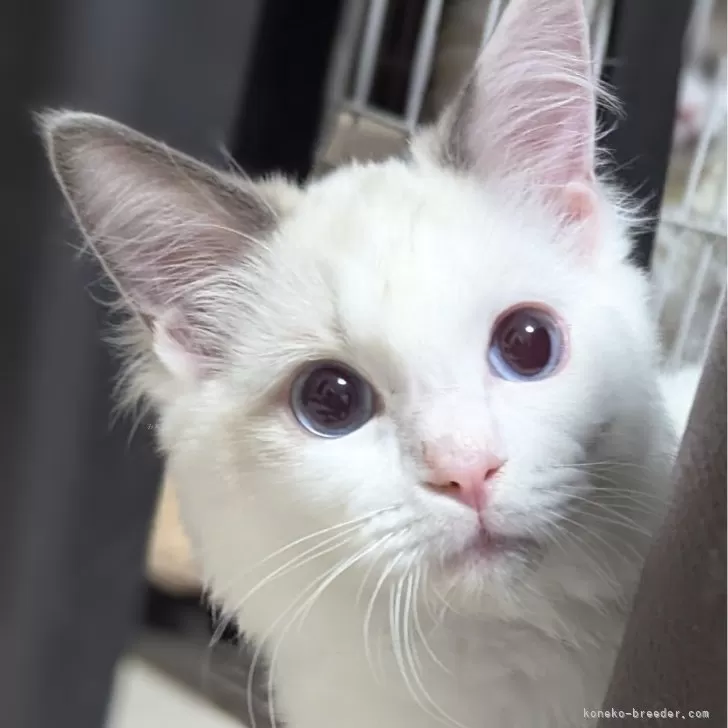 ID：2411-02057の子猫