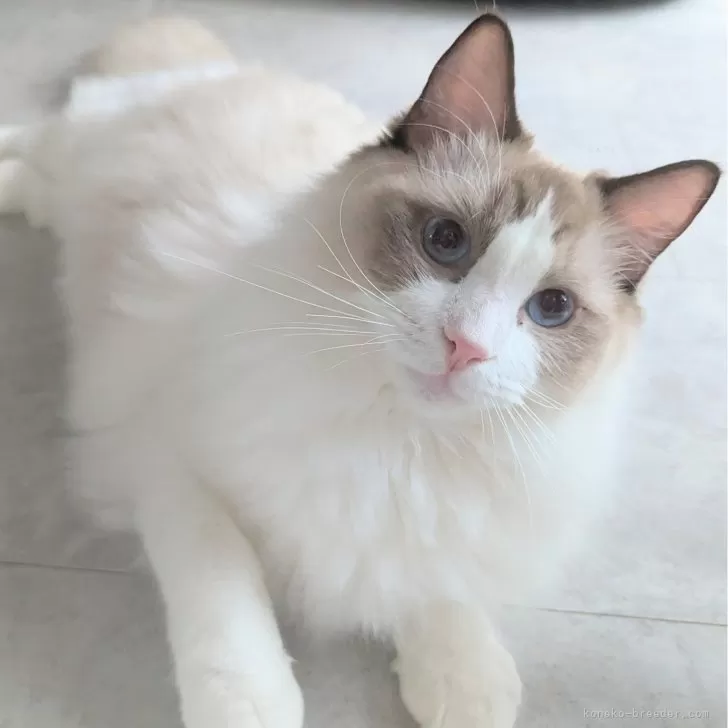 ラグドール【東京都・男の子・2025年1月19日・シールポイントバイカラー】の写真1「ページ最下部ブログあります🤗」